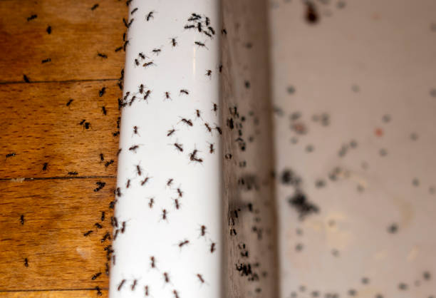 Best Wildlife Control Services  in Temple City, CA