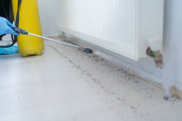 Trusted Temple City, CA Pest Control Experts