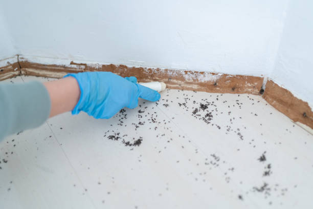 Best Pest Inspection Near Me  in Temple City, CA
